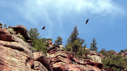 Getting an updraft off the canyon walls