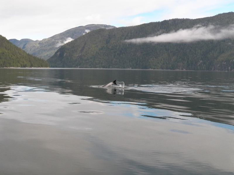 Getting pictures of Pacific White-sided dolphins were easier.