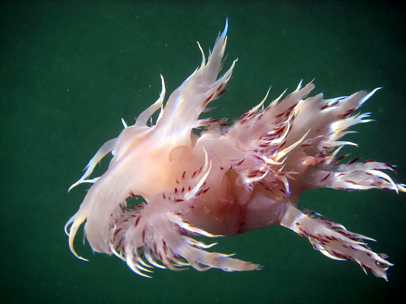 Giant Nudibranch (Dendronotus iris) This is an underwater shot taken from the boat. This guy was at least 10 inches long. Beautiful creature.