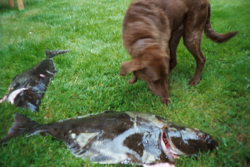 Ginger messin with Port Angeles halibut