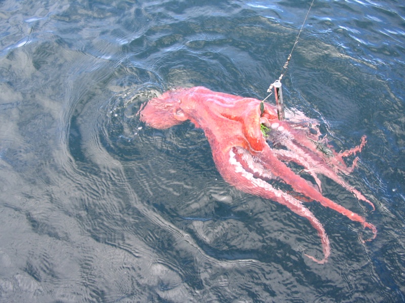 Give me back my hook