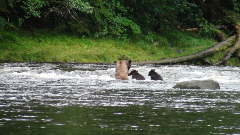 giving fish to cub.  Pleasant Bay Admiralty Island,