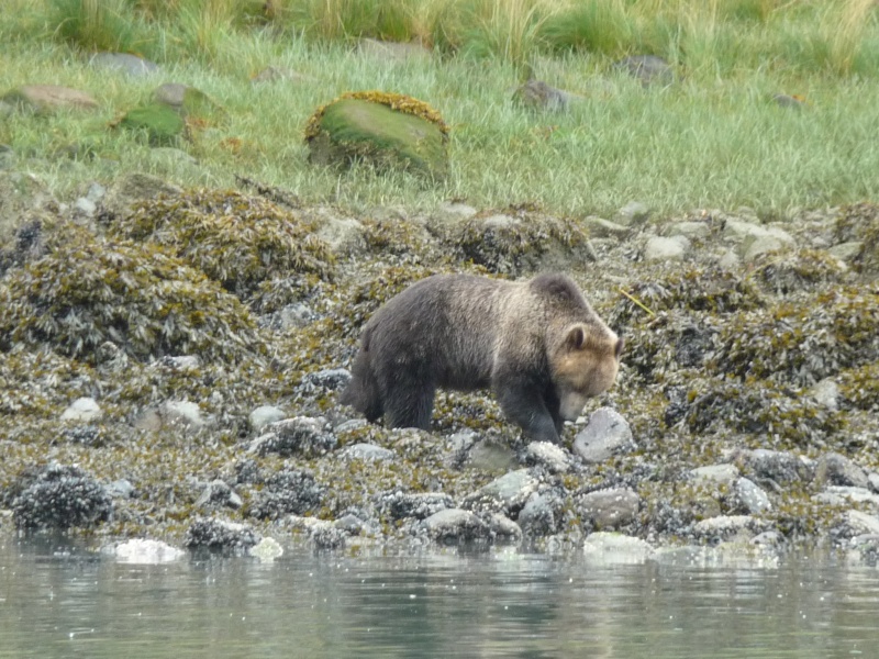 Glendale Grizzley's