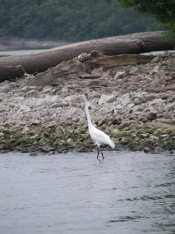Good shot of the bird, but take a gander at the great piece of driftwood just above him! Wow!