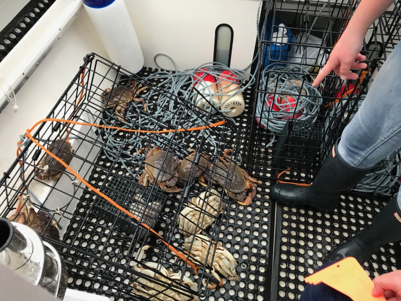 Got crabs?  We do!