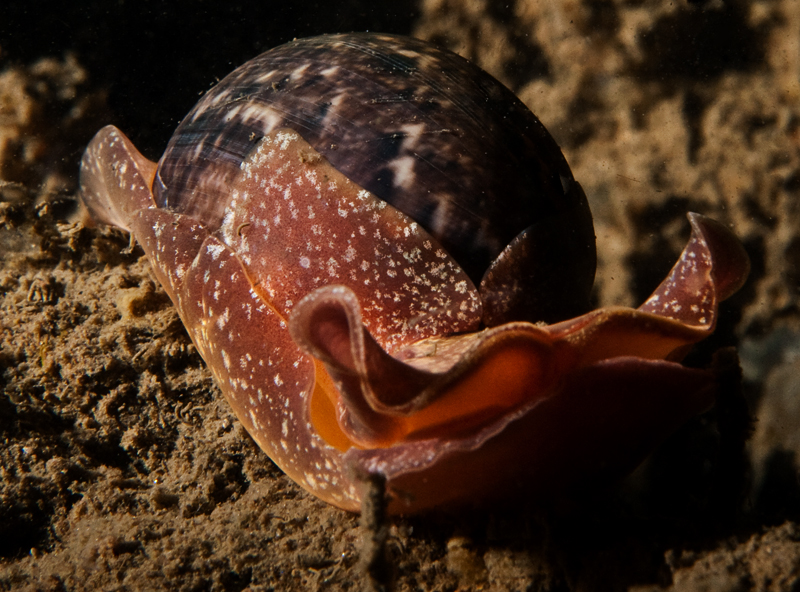 Gould's Bubble snail
