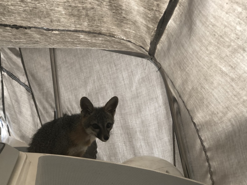 Gray Fox Closeup