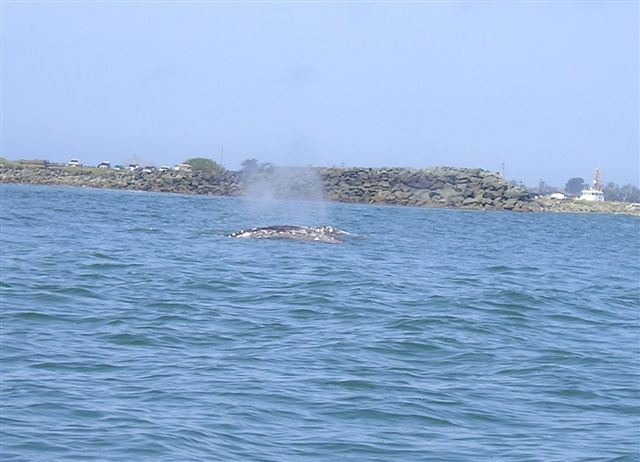 Grays off Crescent City