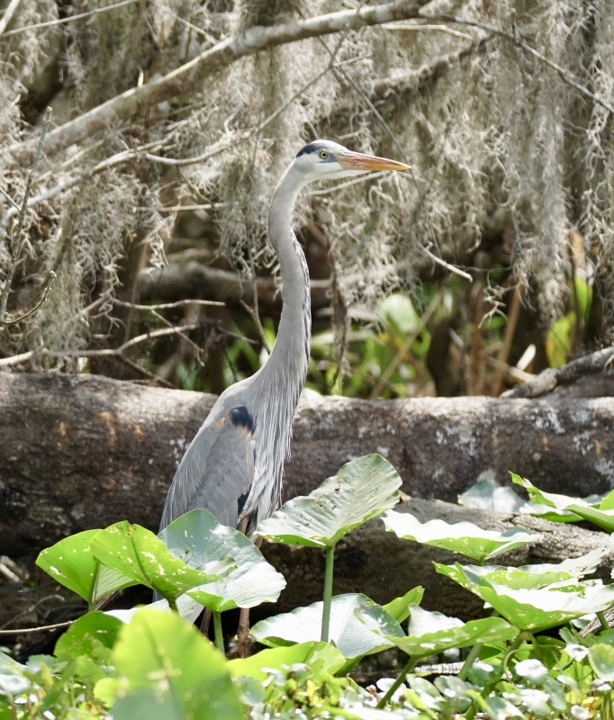 Great Blue Heron