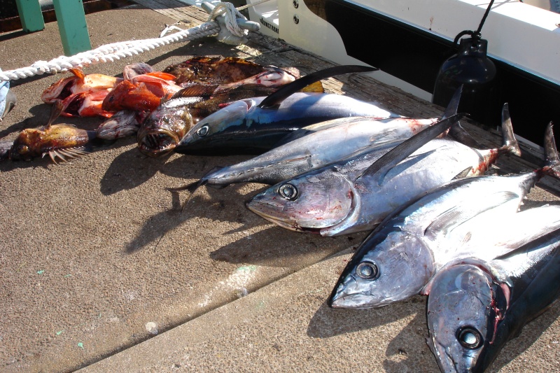 Great day fishing--7 albacore and a load of bottom fish