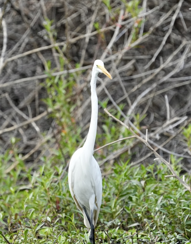 Great Egret
