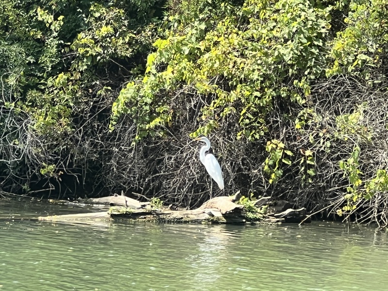 Great White Heron???