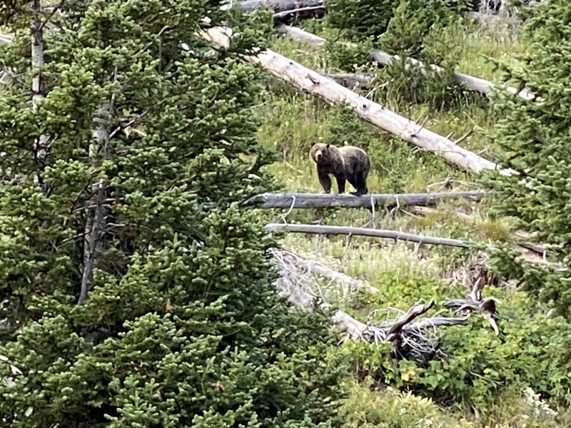 Grizzly bear along road on return from Cody