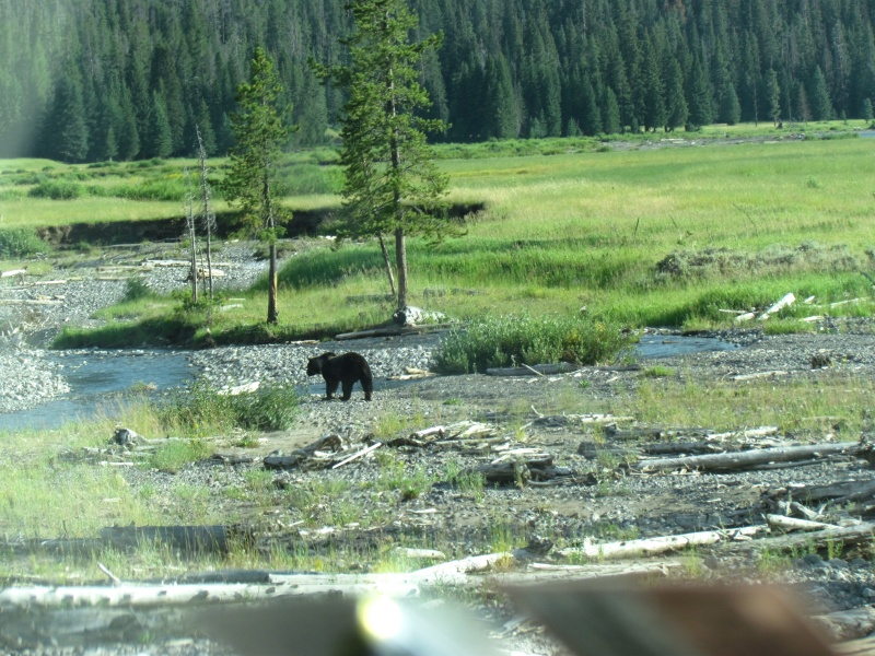 Grizzly bear in Lamar Valley