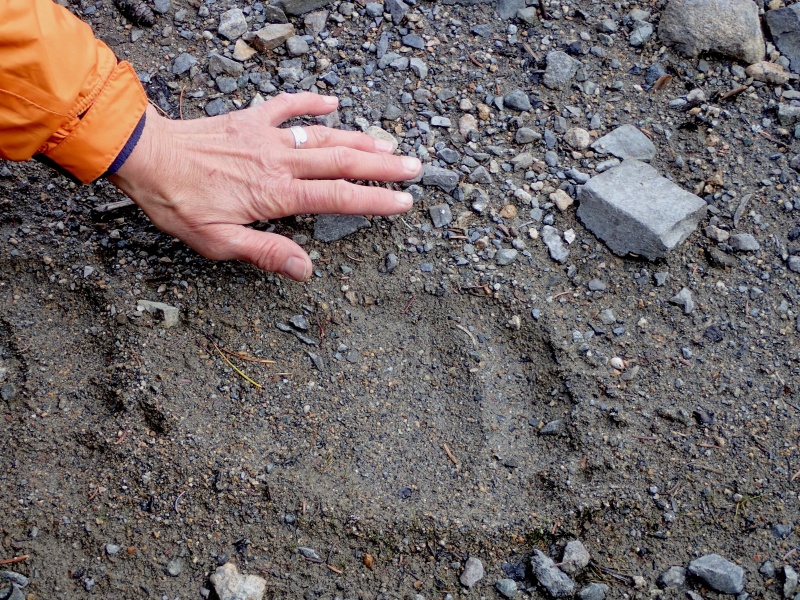 Grizzly Bear track in Sloko Inlet.