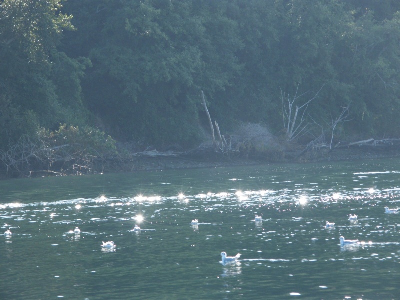 Gulls, early morning Pt Defience