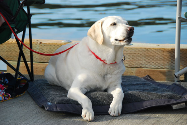 Gus, the wonder dog....