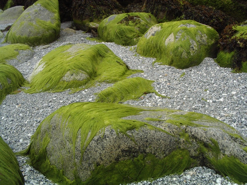 Hairy rocks