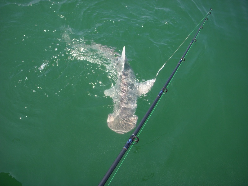 Hammerhead