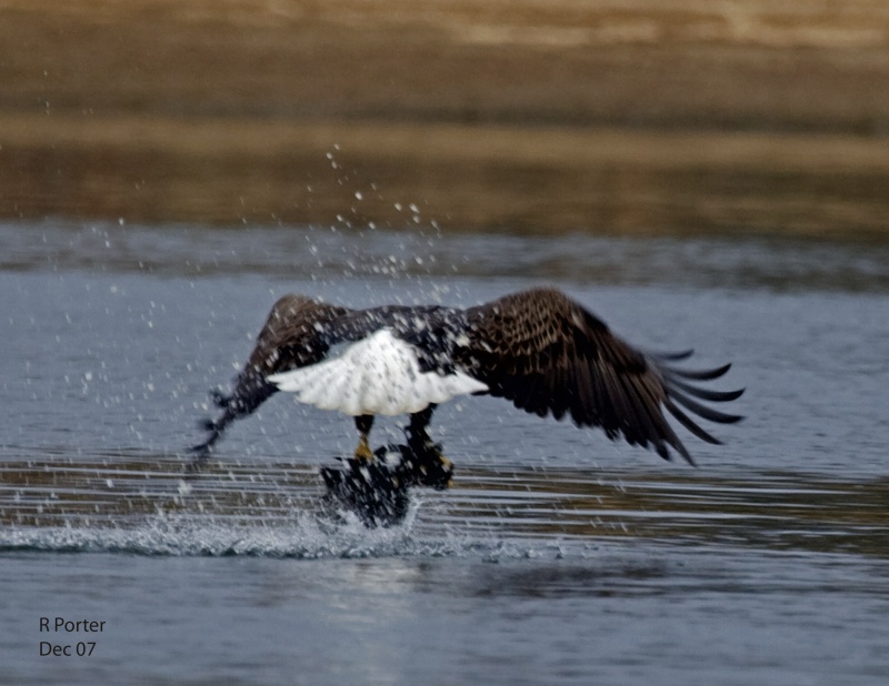 Hapless Duck in Talons