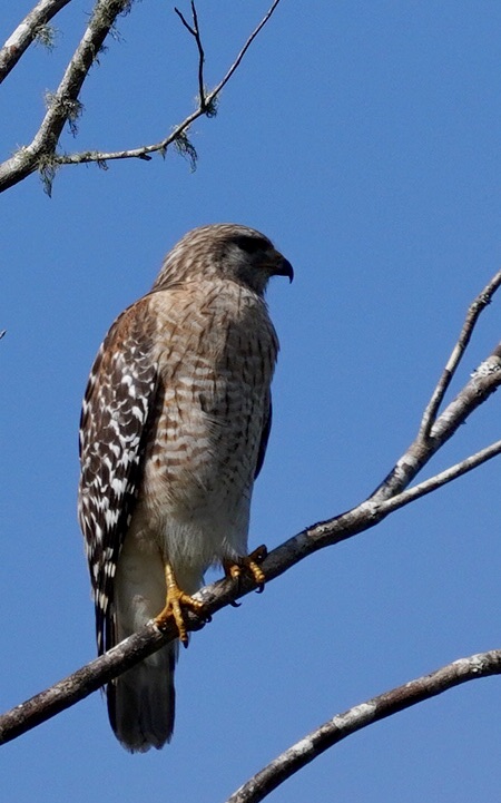 Hawk (red shoulder?)