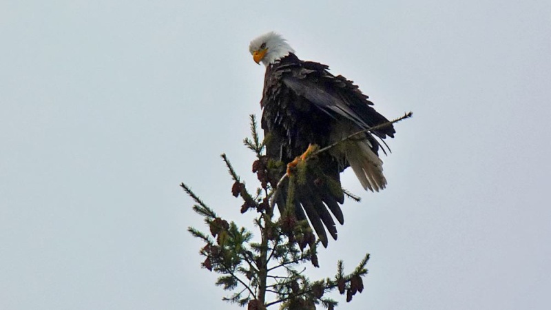 He recovered, somewhat in a tree