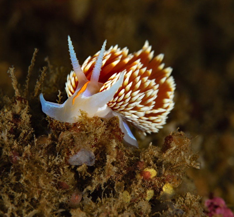 Hermissenda opalescens