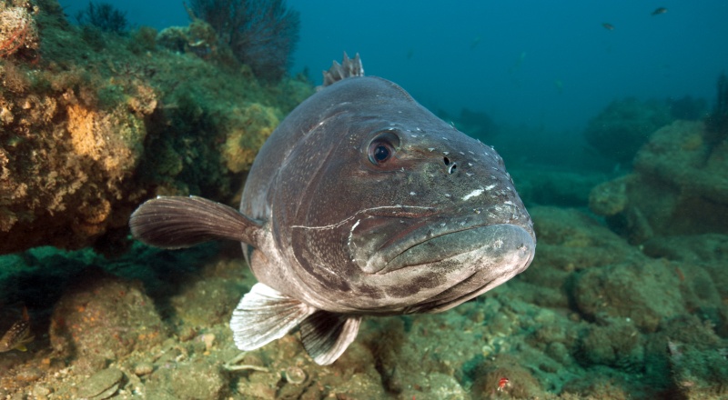Hermosa Reef 35 zps9ukbowhw