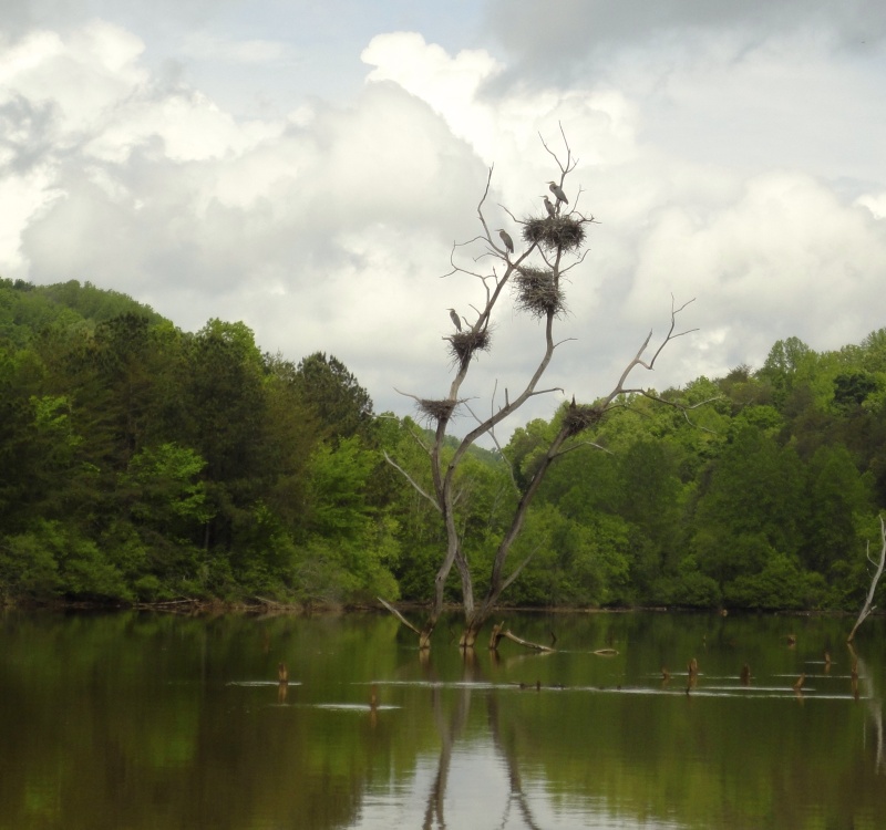 Heron Condo