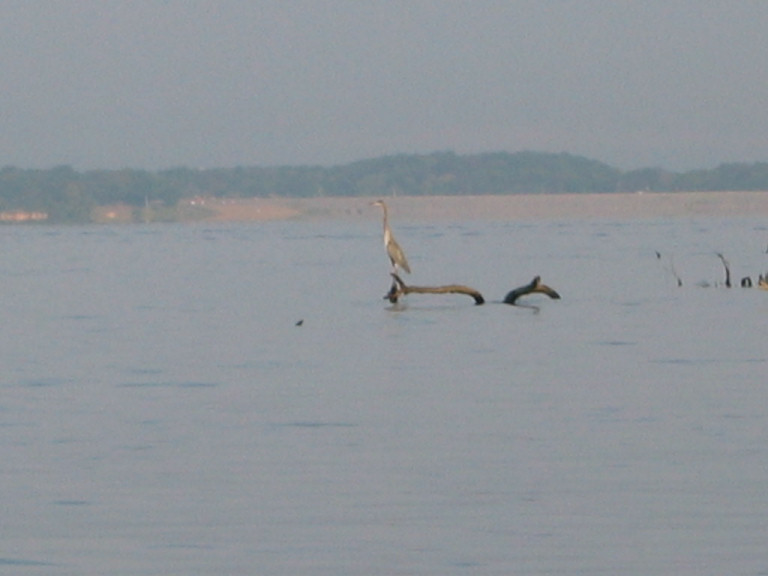 Heron on Kentucky Lake