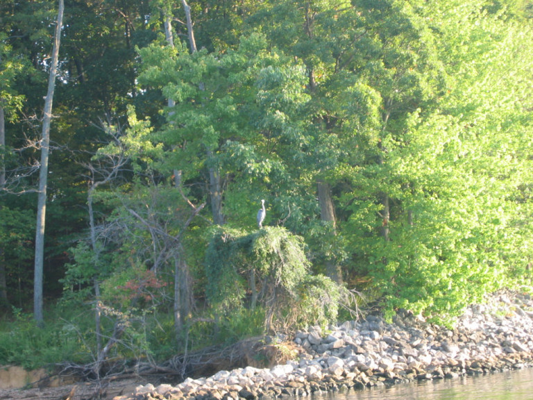 Heron on the shore of Barkley Canal