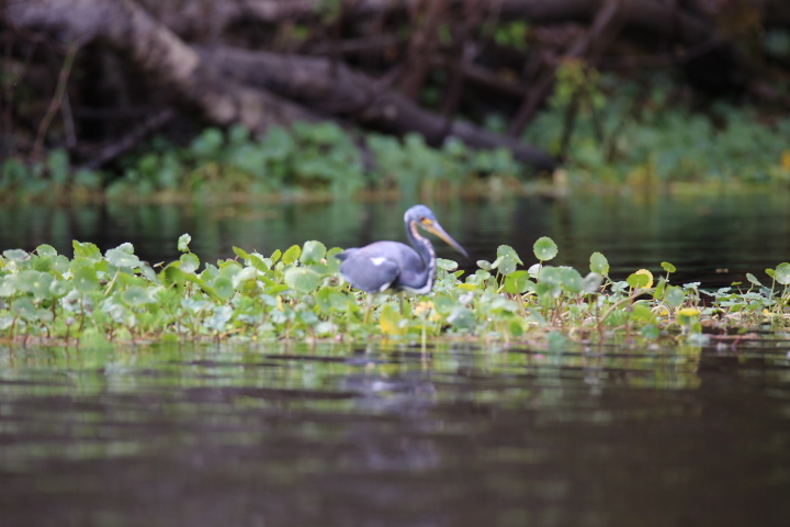 Heron