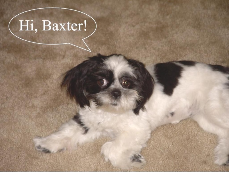 Hi Baxter