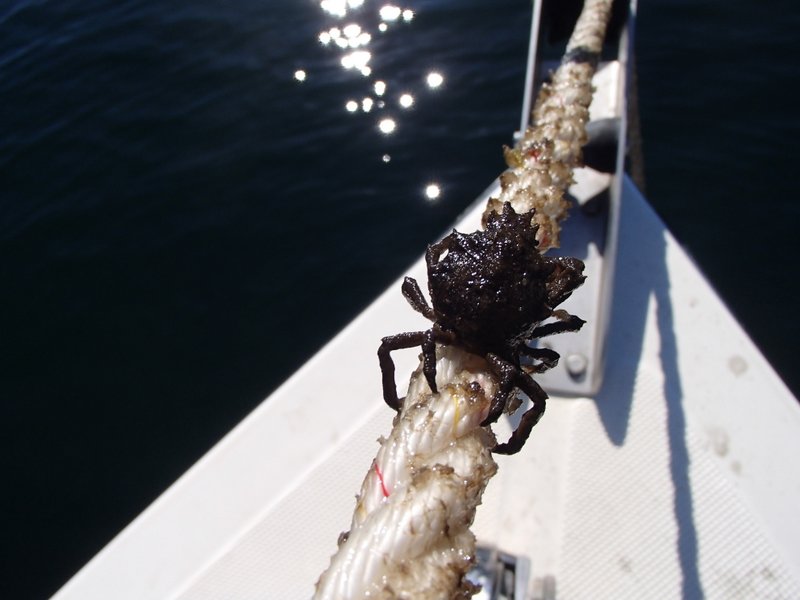 Hitching a ride!