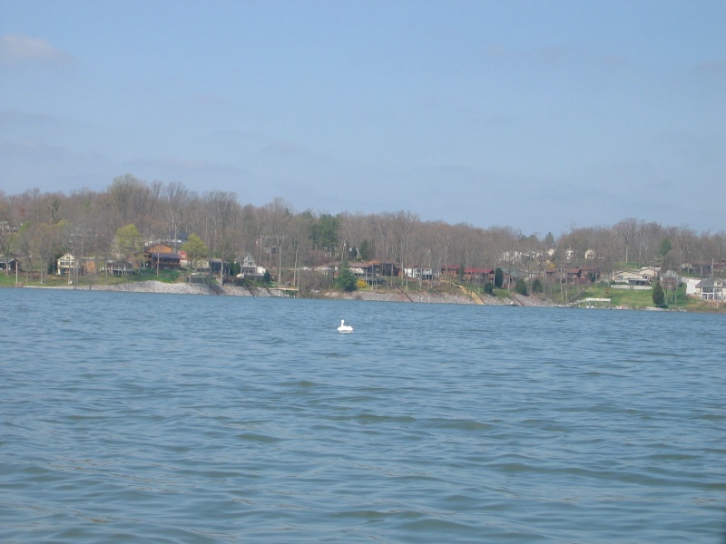 Homes on Kentucky Lake shoreline
