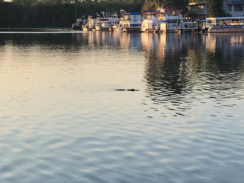 Hontoon Alligator.