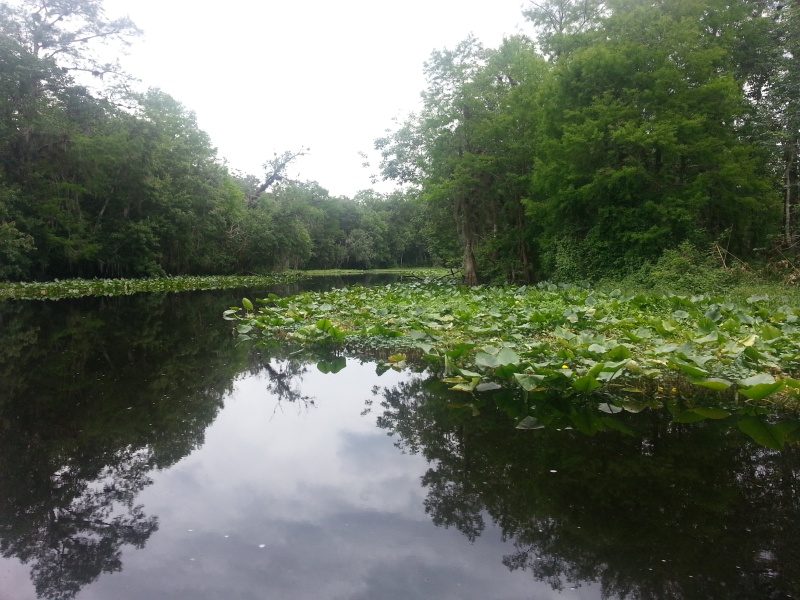 Hontoon Dead River