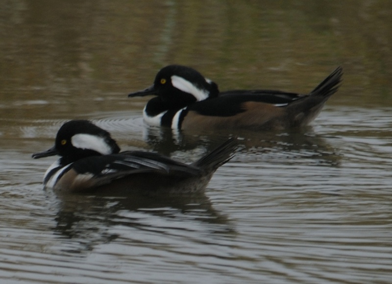 Hooded Merganser