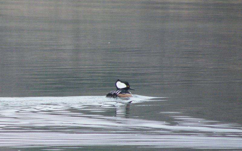 Hooded Merganser