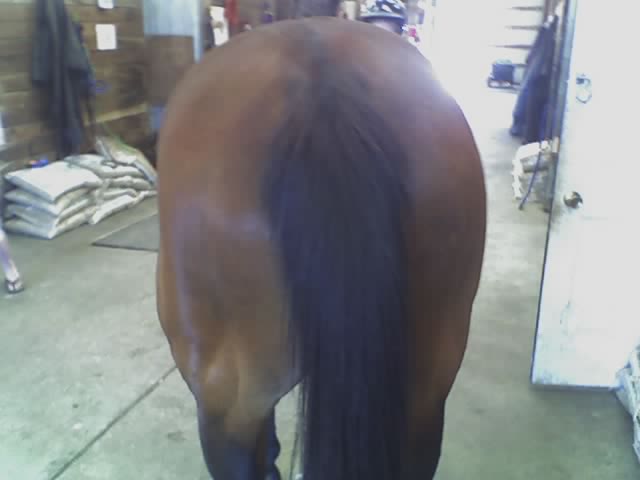 horse butt