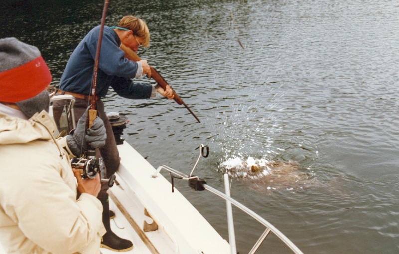 How to get a big halibut into a little boat.