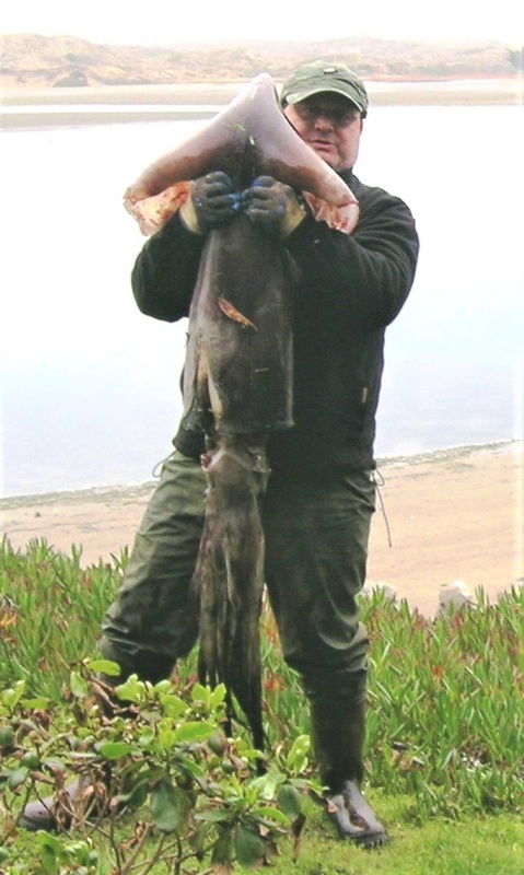 Humboldt Squid caught off Bodega, CA.  That's Tomales Point and Bodega Bay in the background. This location is where Hitchcocks movie "The Birds" was filmed.