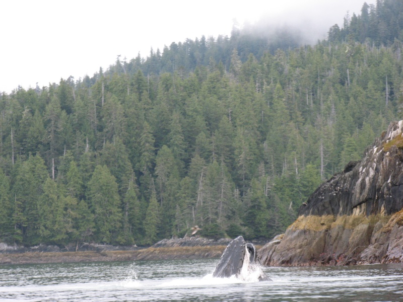 Humpback bubble net feeding by work channel