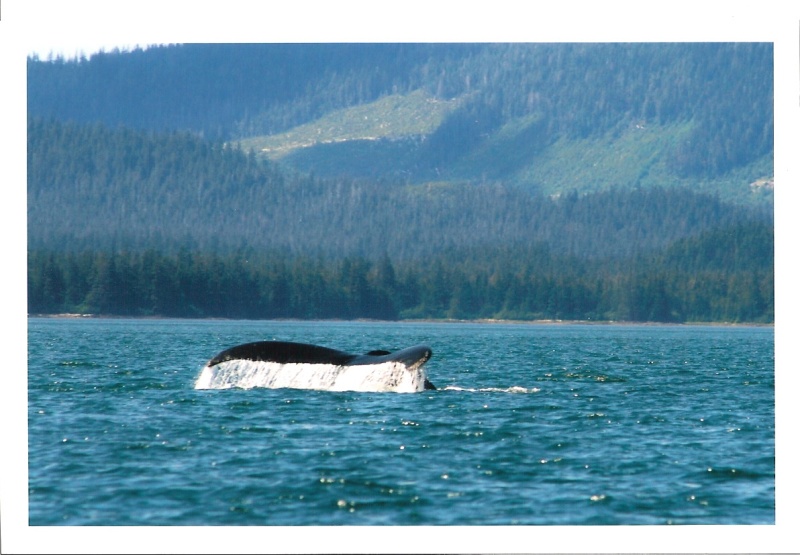Humpback in Clarence Strait, Ak