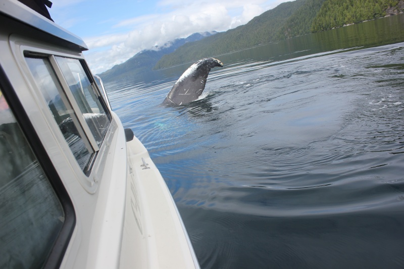 Humpback just wanted to say hello