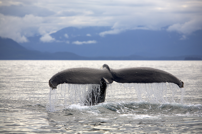 Humpback whale, Frederick Sound, AK