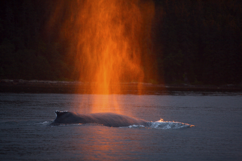 Humpback whale, Icy Strait, AK