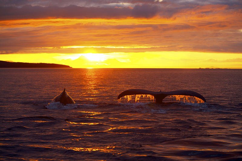 Humpback whales at sunset, Icy Strait, AK