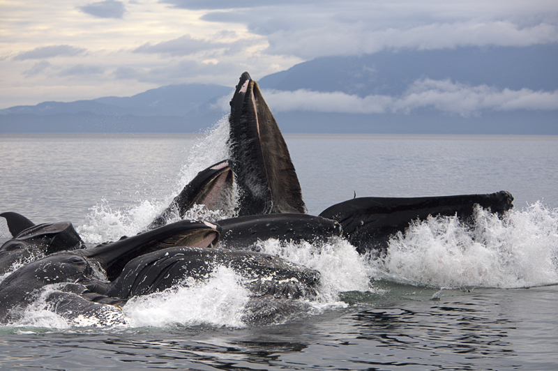 Humpback whales bubble-feeding, Chatham Strait, AK