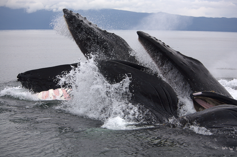 Humpback whales bubble-feeding, Chatham Strait, AK